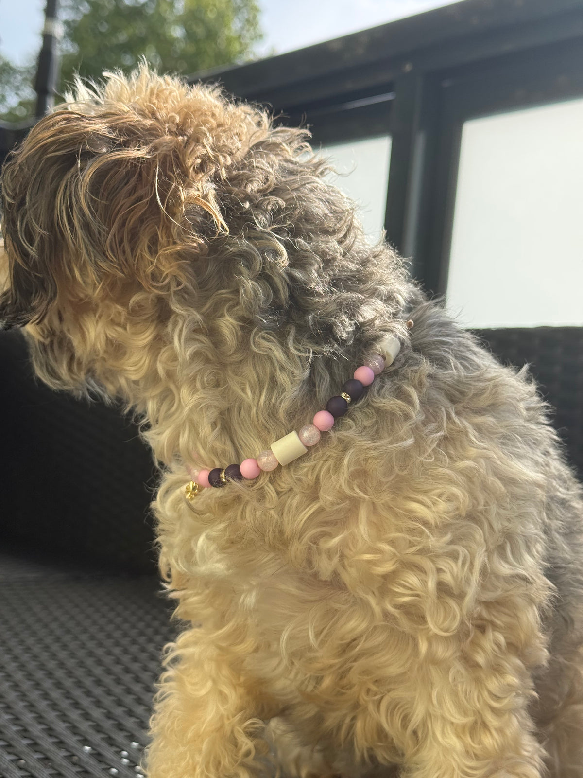 Hundekette Bluebelle 💙💗