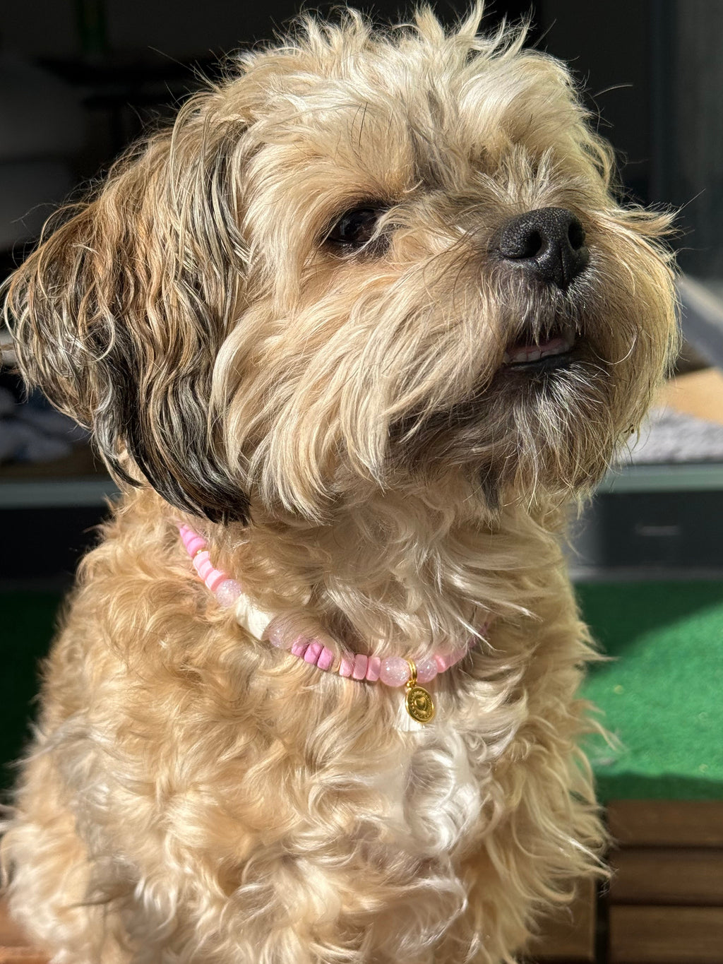 Hundekette Sakura 🌸