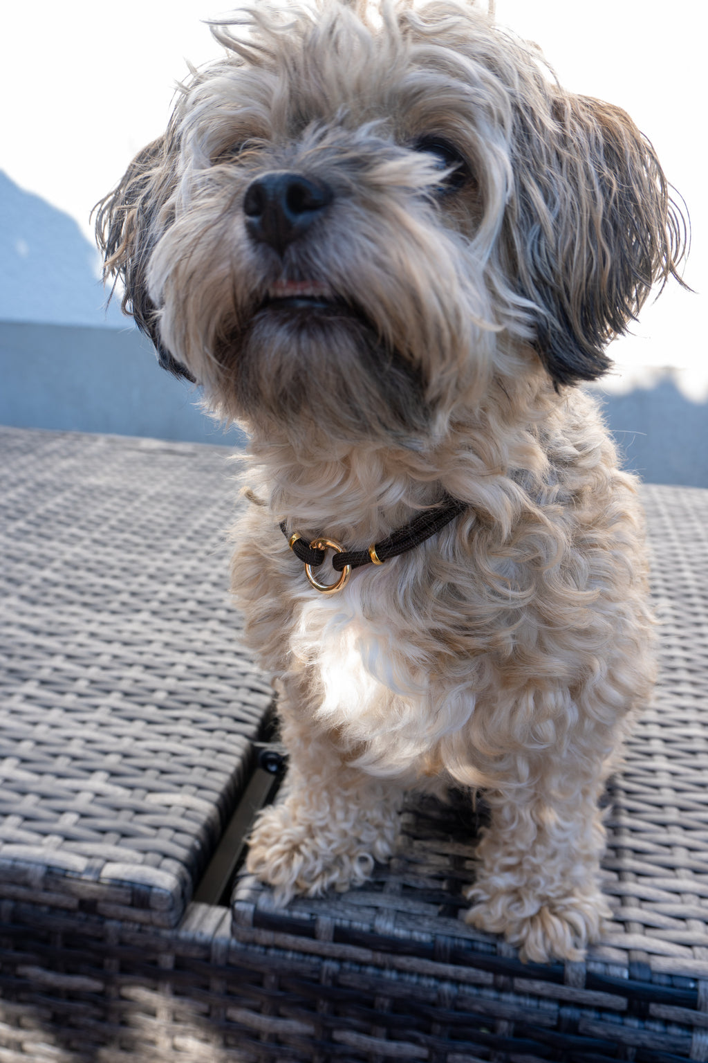 Hundekette „Noble Brown“ 🤎