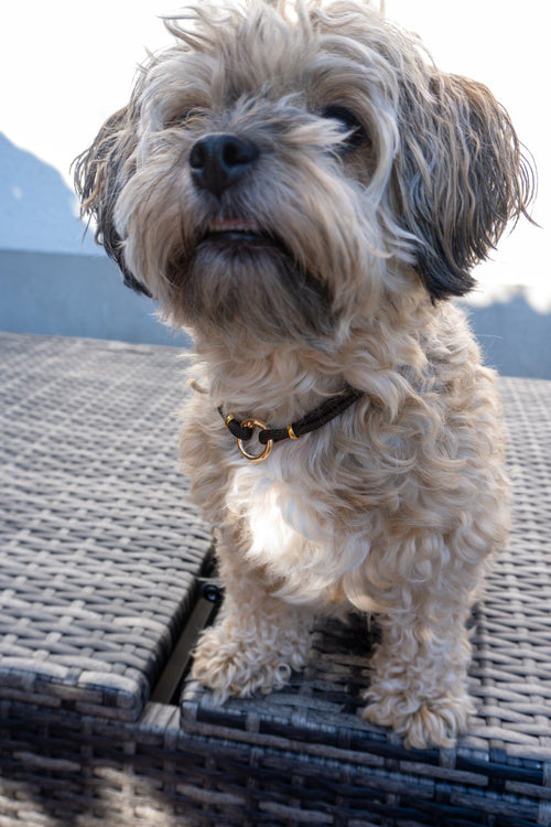 Hundekette „Noble Brown“ 🤎