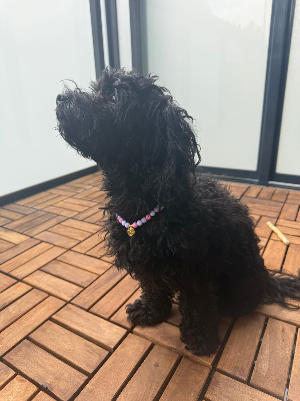Hundekette Candy 🍬