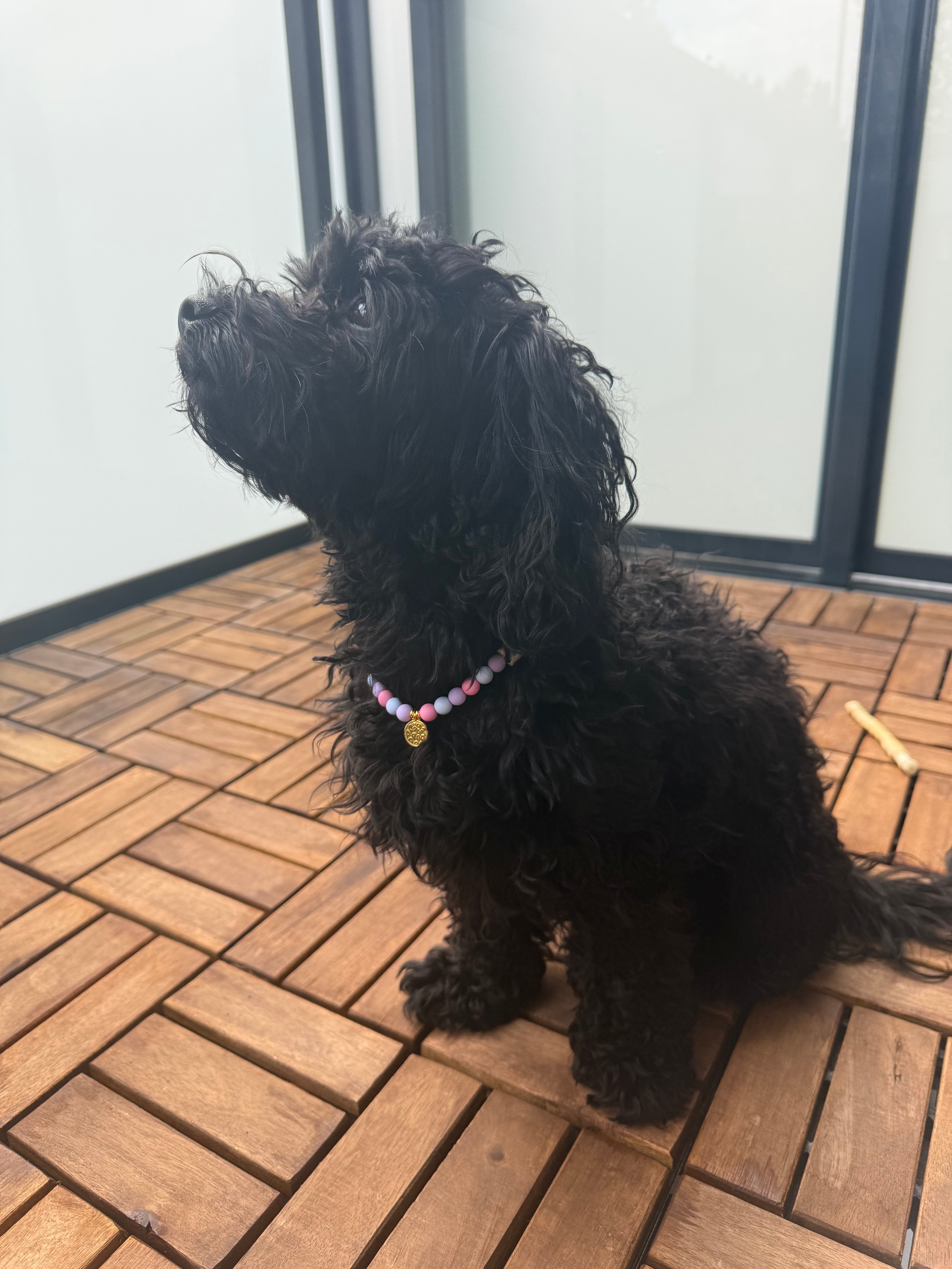 Hundekette Candy 🍬
