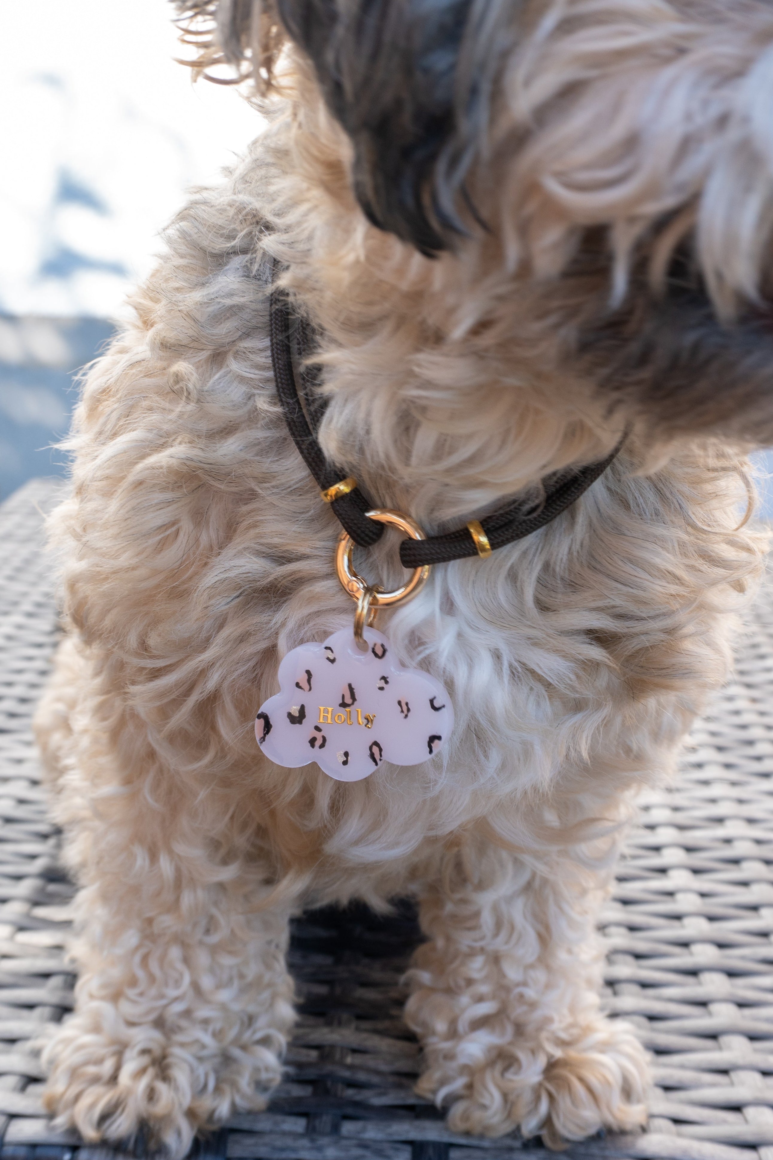 Hundemarke Safari Cloud 🐆
