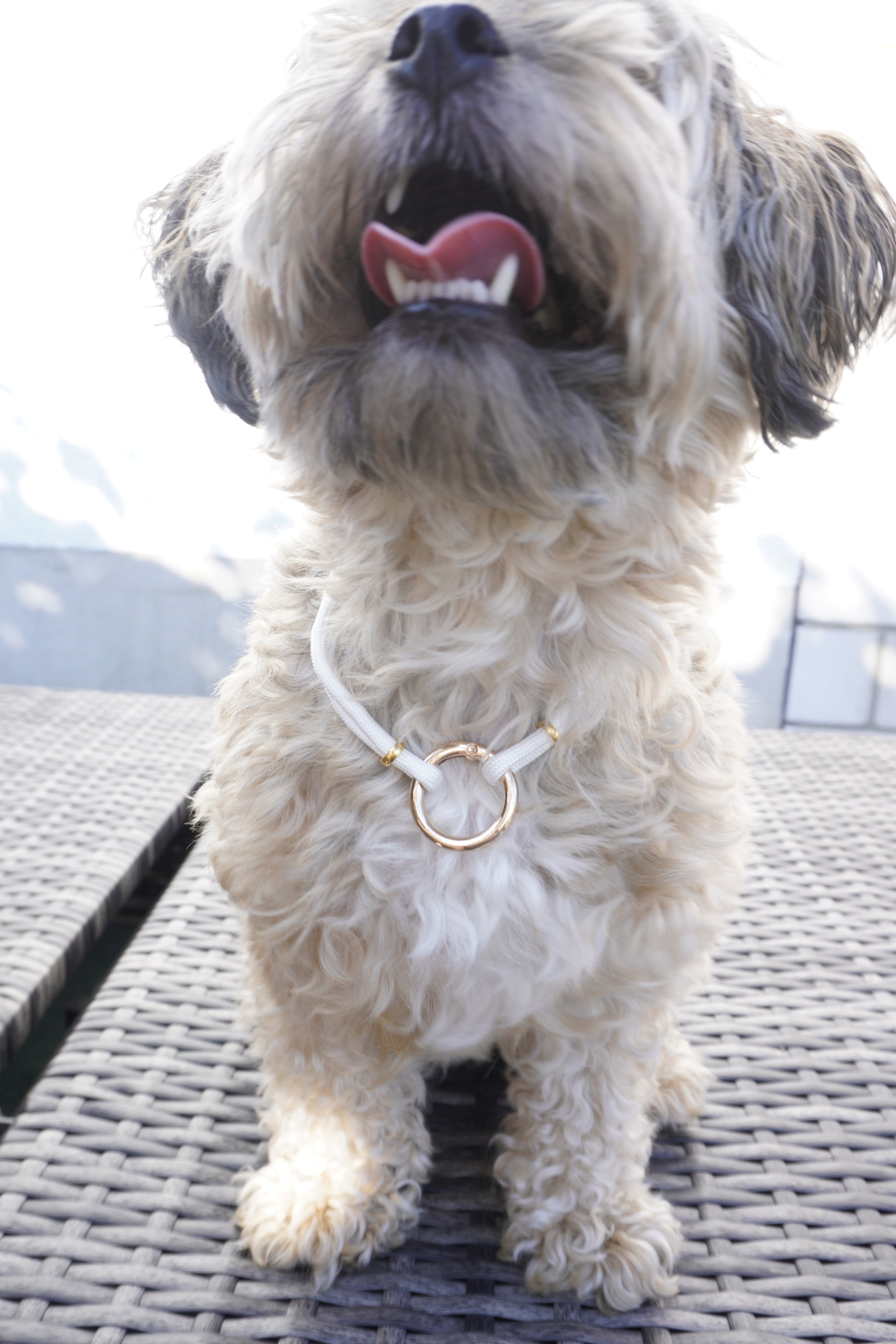 Hundekette „Noble White“ 🤍