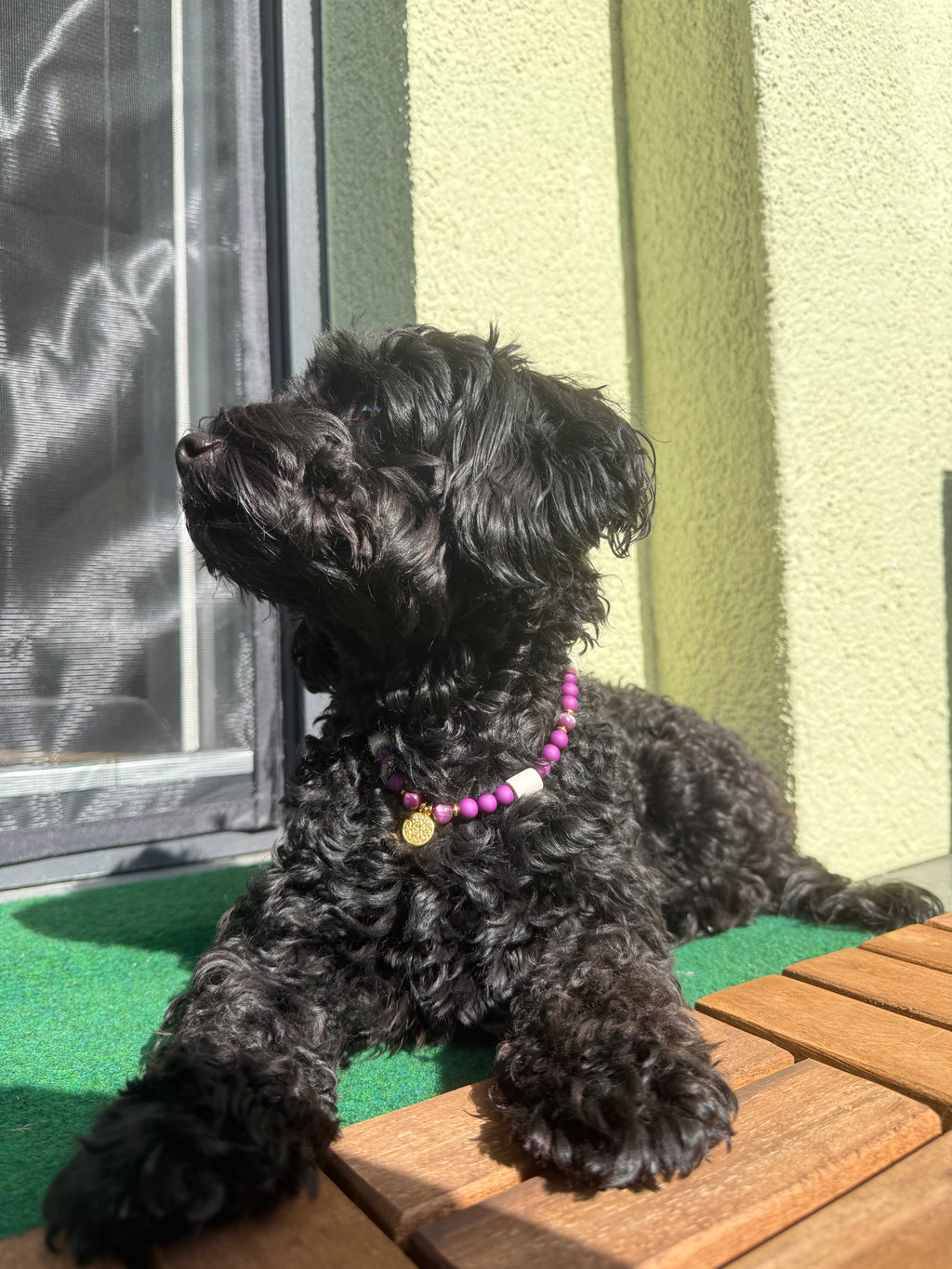 Hundekette Plum Glow 💜