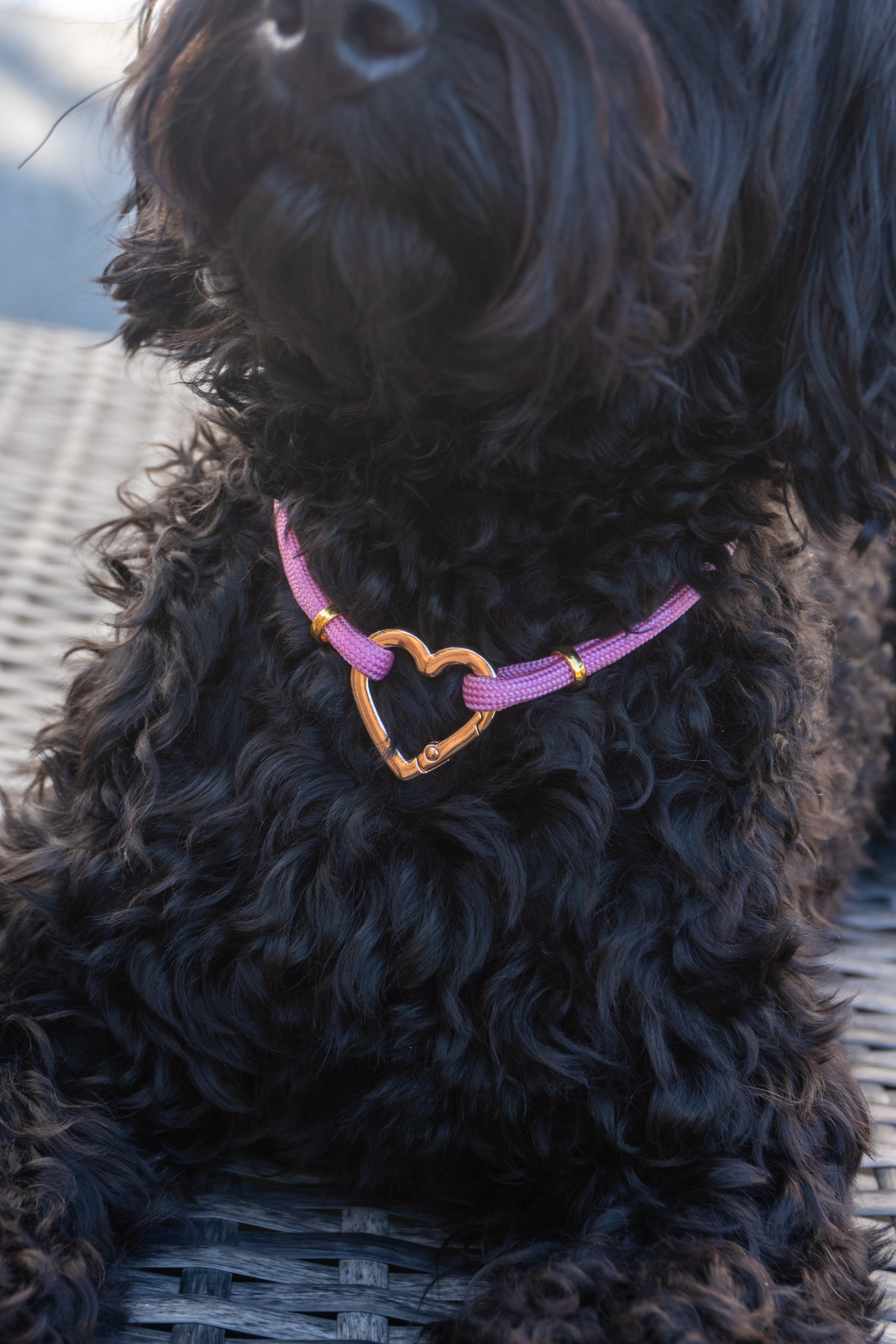 Hundekette „Noble Rose“ 💗