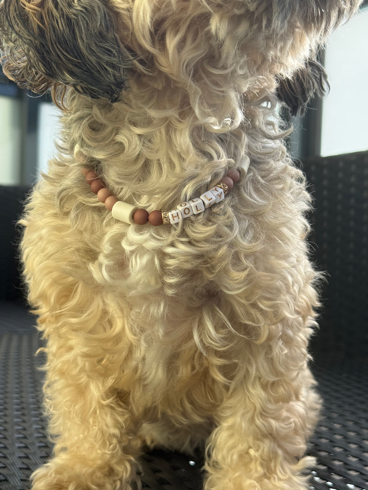 Hundekette Chestnut 🤎